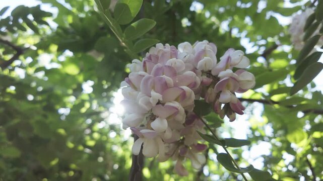 Bottom view of inflorescence with white-pink flowers on blooming Pink Acacia or Clammy Locust (Robinia viscosa), sunbeams penetrate through dense foliage, backlit, close-up