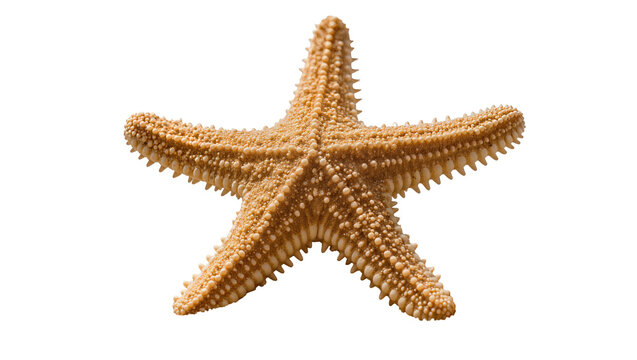 Brown starfish with five arms and textured surface