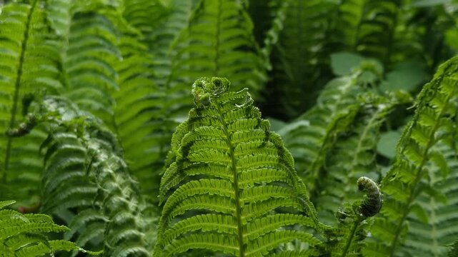 Ostrich fern leaves texture background. Green fern leaves blowing in wind close up. Slow tracking shot of Matteuccia struthiopteris green fronds geometry.