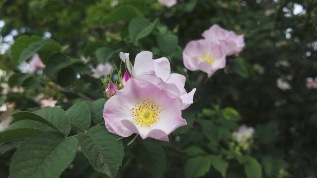 Dog rose flowers, Rosa canina swaying in the breeze