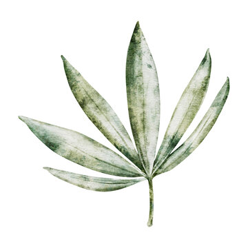 Watercolor Palm leaves, Rhapis excelsa. Hand botanical painting. Jungle illustrations lady palm leaf. Tropical green plant for fabric, cards, invitations, weddings and Safari birthday