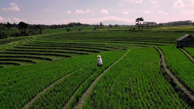 Man Wearing Conical Hat Working Diligently Along Narrow Rice Field Pathway During Morning Light