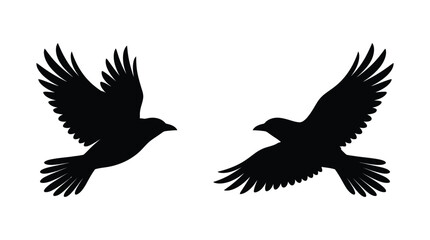 Fototapeta premium two flying birds silhouette animal wildlife nature