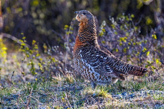 Auerhuhn (Tetrao urogallus) Weibchen