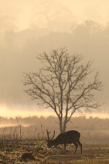 Naklejka premium Hog Deer forage in the grasslands at sunrise in the early morning at Kamang Plain, Phu Khiao Wildlife Sanctuary, Chaiyaphum Province, Thailand.