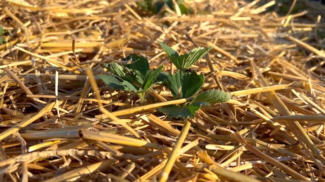 Young strawberry plant growing in mulch