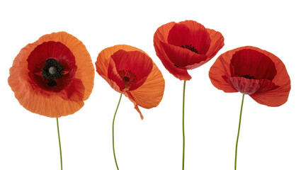 Obraz premium Four vibrant red and orange poppies with delicate petals and dark centers