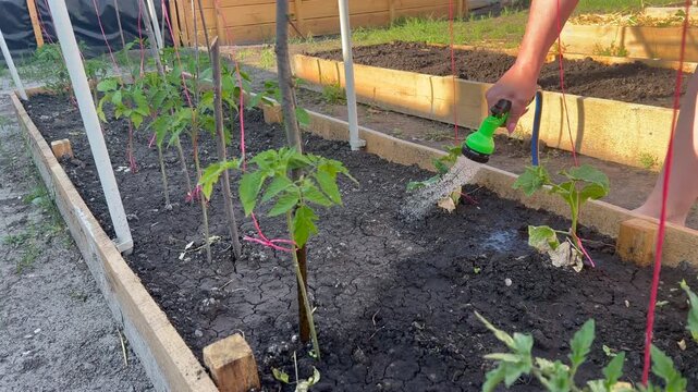 Gardener watering young seedlings in a vegetable garden bed