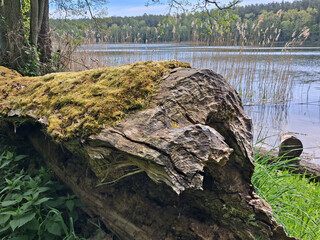 A tree cut down by beavers by the lake Talty - Skanal Bay © JakubP