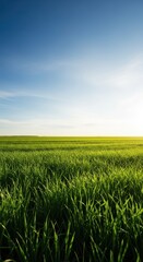 Obraz premium A vast, open landscape featuring lush, brilliant green grass stretching toward the distant horizon under a beautiful blue sky, spring, view, ecology