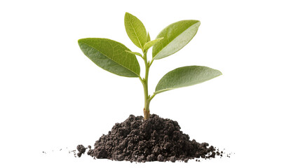 Young green plant sprout growing from dark soil mound © Leon