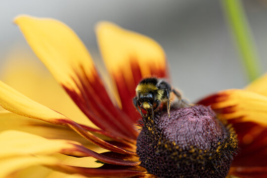 Bumblebee with fluffy legs covered in pollen sits on rudbeckia flower to collect sweet nectar. Bombus terrestris sitting on garden flower and pollinates it.