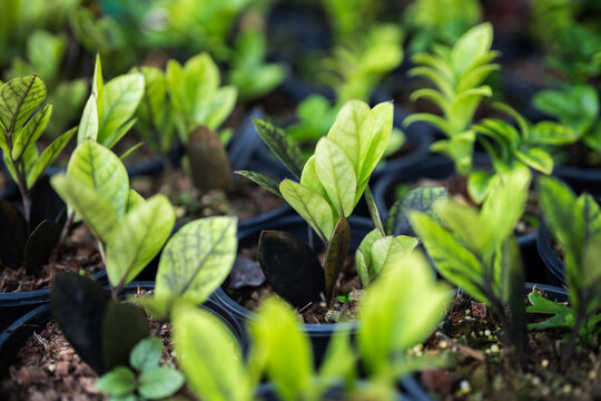 Various selection of plastic pots with young Zamioculcas seedlings selling at gardening flower market, florist shop display with many houseplants growing in cups, garden hobby and plant cultivation.