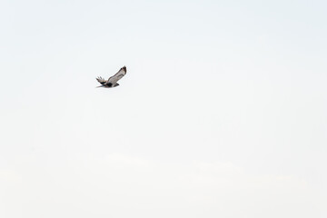 Fototapeta premium Bird of prey soaring gracefully against a clear sky, showcasing its wingspan and distinct feather patterns in a serene natural environment