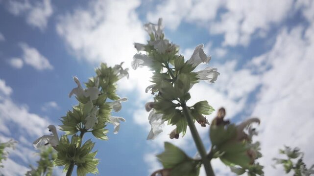 Bottom-up view of white common sage flowers, Salvia officinalis swaying in the breeze against a blue cloudy sky