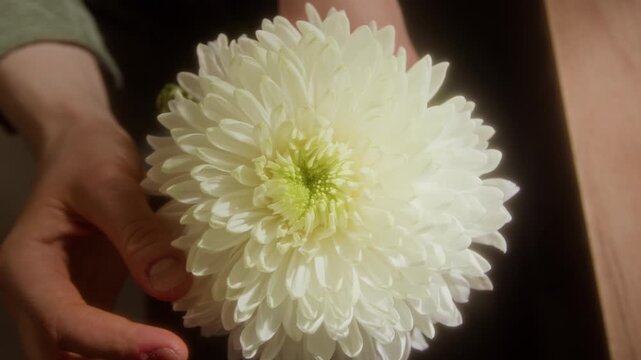 Top view shot of unrecognizable young woman holding white aster flower and gently running fingers over delicate petals lit by sunlight, copy space