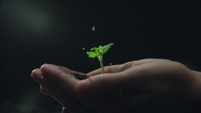 Woman hands holding green seedling. Water drops falling on a sprout leaves over soil in slow motion. New eco life and waste concept. Plastic free. Earth day. ESG nature environment save