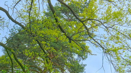 Fototapeta premium Sky and green blossoming nice trees, positive mood
