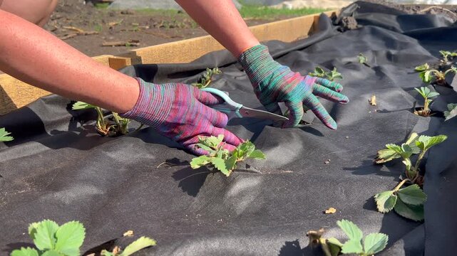 Gardener pruning strawberry plants in a raised bed