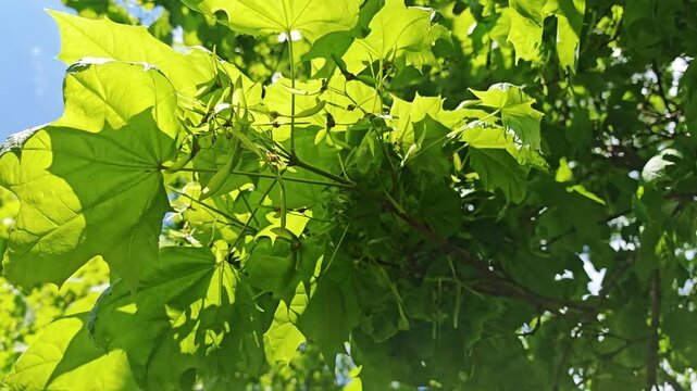 Bright green maple leaves with young winged samaras (maple keys) backlit by spring sunlight. Fresh foliage detail, nature renewal, vibrant seasonal growth, botanical video.