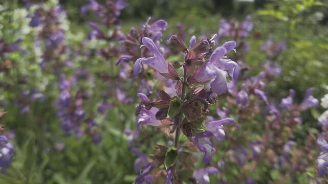 Close-up of blue common sage flowers, Salvia officinalis swaying in the breeze 