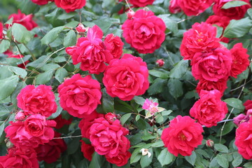 Obraz premium Abundant Red Shrub Roses Blooming on a Lush Green Garden Bush