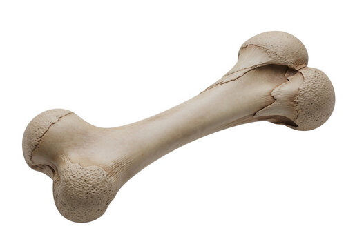 Cleaned human femur bone displaying anatomical structure