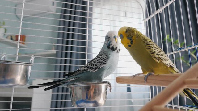 Two budgerigar birds sitting together in a white cage and sharing food with each other as a sign of affection in a home setting.