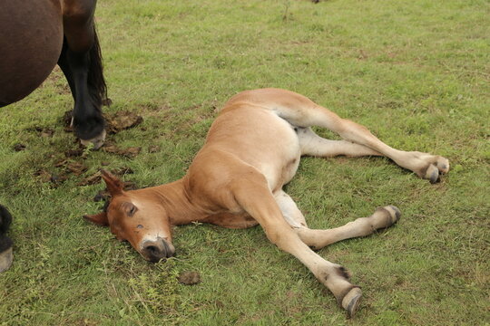 Descanso