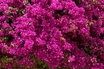 Obraz premium Bougainvillea the paper flower. 