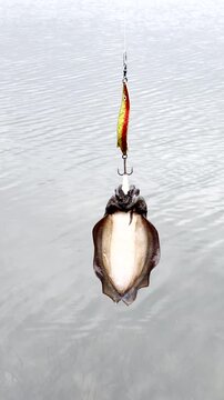Vertical. Squirming cuttle fish moving tentacles and lateral fin as it hangs on lure after being caught