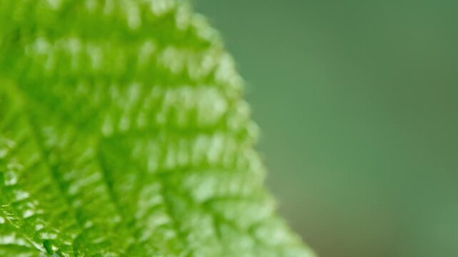 Macro shot of a housefly (Musca domestica) sitting on a green leaf before flying away. Natural light, detailed leaf texture and soft background.