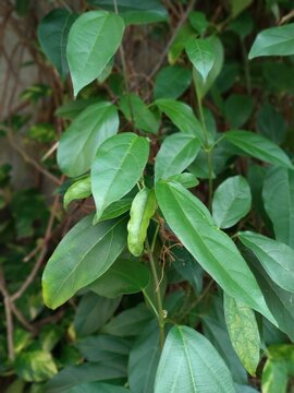 Close up of Cyclea barbata (green grass jelly) or Premna trichostoma (shrub grass jelly) plants, which produces green grass jelly. Natural background