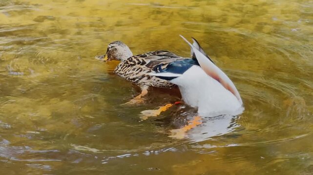 Male and female mallard ducks dabbling in shallow golden lake water, feeding with heads underwater and splashing near a calm natural shoreline.