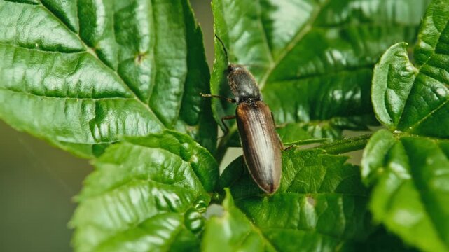 Macro close up of a striped click beetle on green leaves in Remscheid, North Rhine-Westphalia, Germany. Natural sunlight, detailed insect, shallow depth of field.