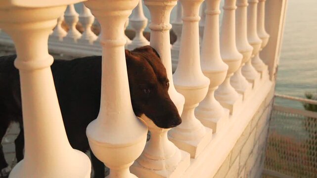 Dog balustrade coast black stray dog looks through white stone pillars on a seaside promenade during a warm golden sunset
