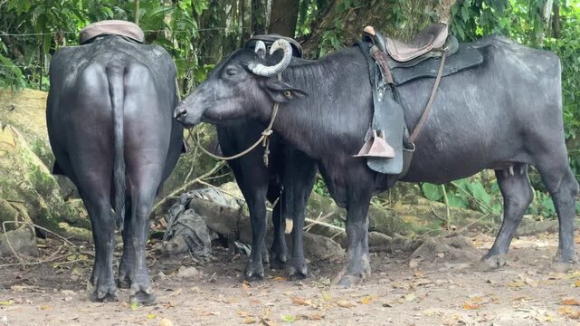 Buffaloes with saddles stand together in a forest setting, surrounded by lush greenery. Ideal for wildlife documentaries or travel content focusing on Amazonian fauna.