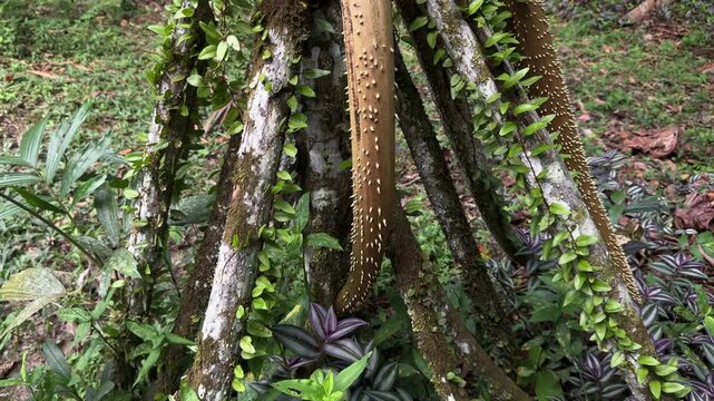 Intricate tree roots covered with climbing vines create a striking pattern in the Amazon rainforest. Ideal for nature documentaries or educational content.