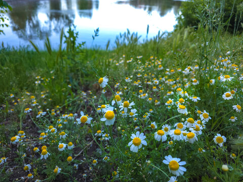 Medicinal chamomile, Matricaria chamomilla L. on the lake shore.
