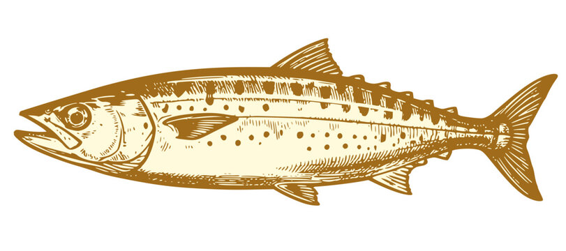 Vertical illustration of a mackerel fish. Golden vector drawing of marine seafood in vintage retro engraving style