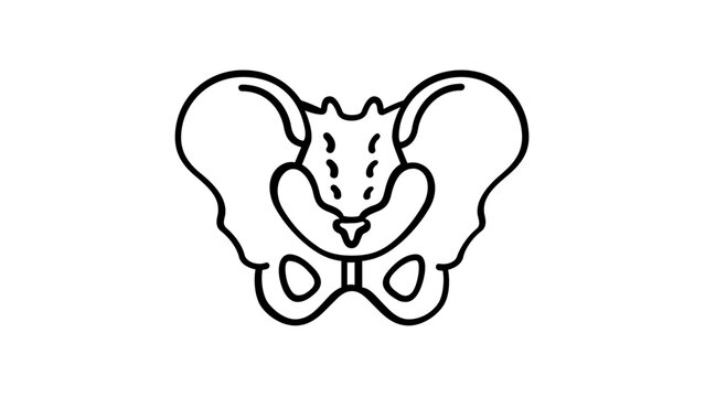 Skeletal pelvis bone anatomy vector icon for medical orthopedics and healthcare diagnostics, minimalist flat line illustration of human bone structure for science education, surgery, and therapy help.