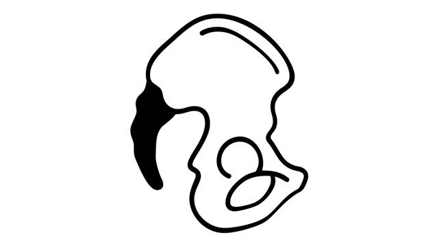 Human pelvis bone structure vector icon illustration, skeletal anatomy pelvic girdle hip bone medical science graphic element for orthopedic healthcare clinic surgery diagnostics design.