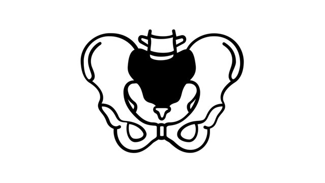 Human pelvis bone structure vector icon for orthopedic medical services and anatomy education, clean flat line illustration of skeletal system pelvic bones for healthcare diagnosis and treatment care.