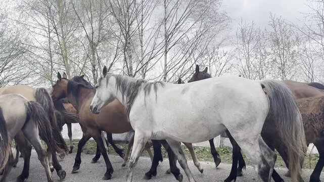 A herd of wild horses, including mares and foals, walks along a rural roadside in Zolsky District, Kabardino-Balkaria, Russia, on a cloudy day