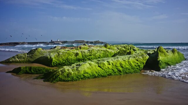 Low angle coastal shot in Tarifa, Spain featuring vivid green algae covered rocks, turquoise water and Isla de Tarifa in the background with kitesurfers riding windy conditions.