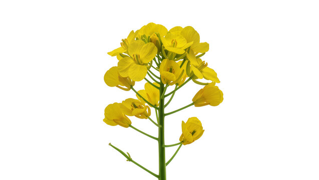 Yellow rapeseed flowers on green stem