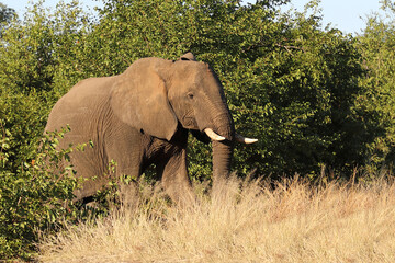Fototapeta premium Afrikanischer Elefant / African elephant / Loxodonta africana