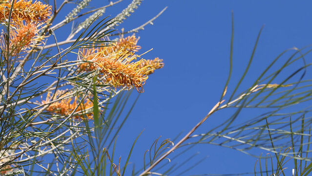 Vibrant Orange Banksia Flowers Blooming Against a Clear Blue Sky