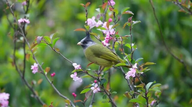 Beautiful wild green crested bulbul bird perched on a blooming branch holding a pink flower petal in its beak, surrounded by spring blossoms in natural habitat against a blurred background