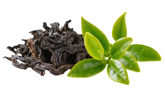 Dried dark tea leaves next to fresh green tea sprigs